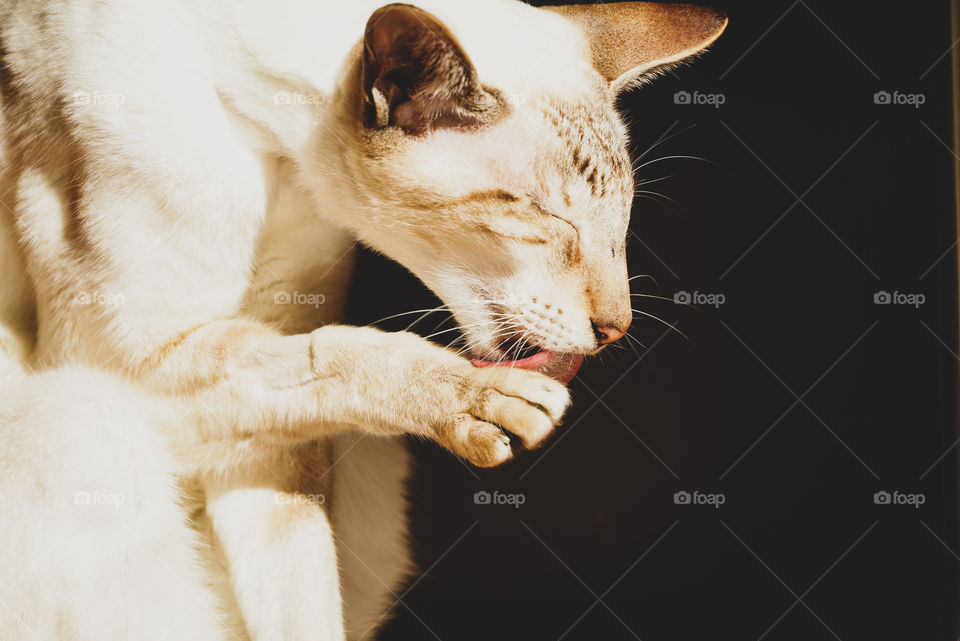 White cat is cleaning itself 