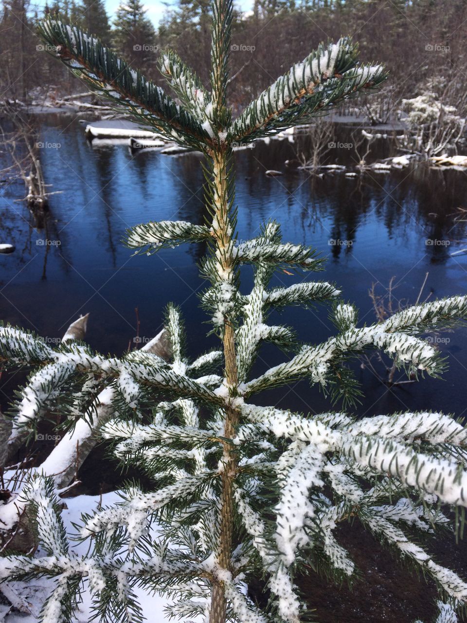 Beaver dam in the woods 