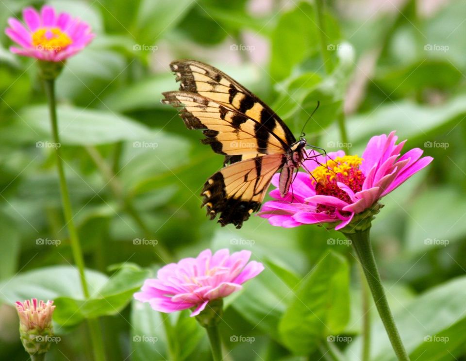 Yellow Swallowtail 