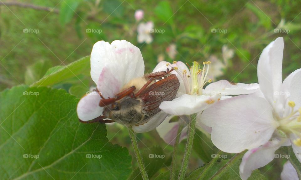 Nature, Flower, Leaf, Garden, Flora