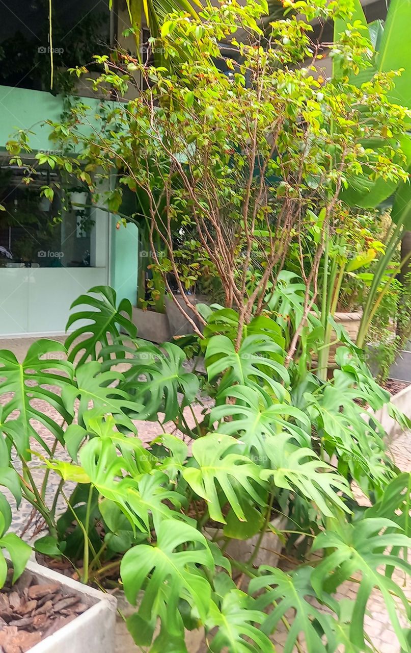 Diversos tons de verde