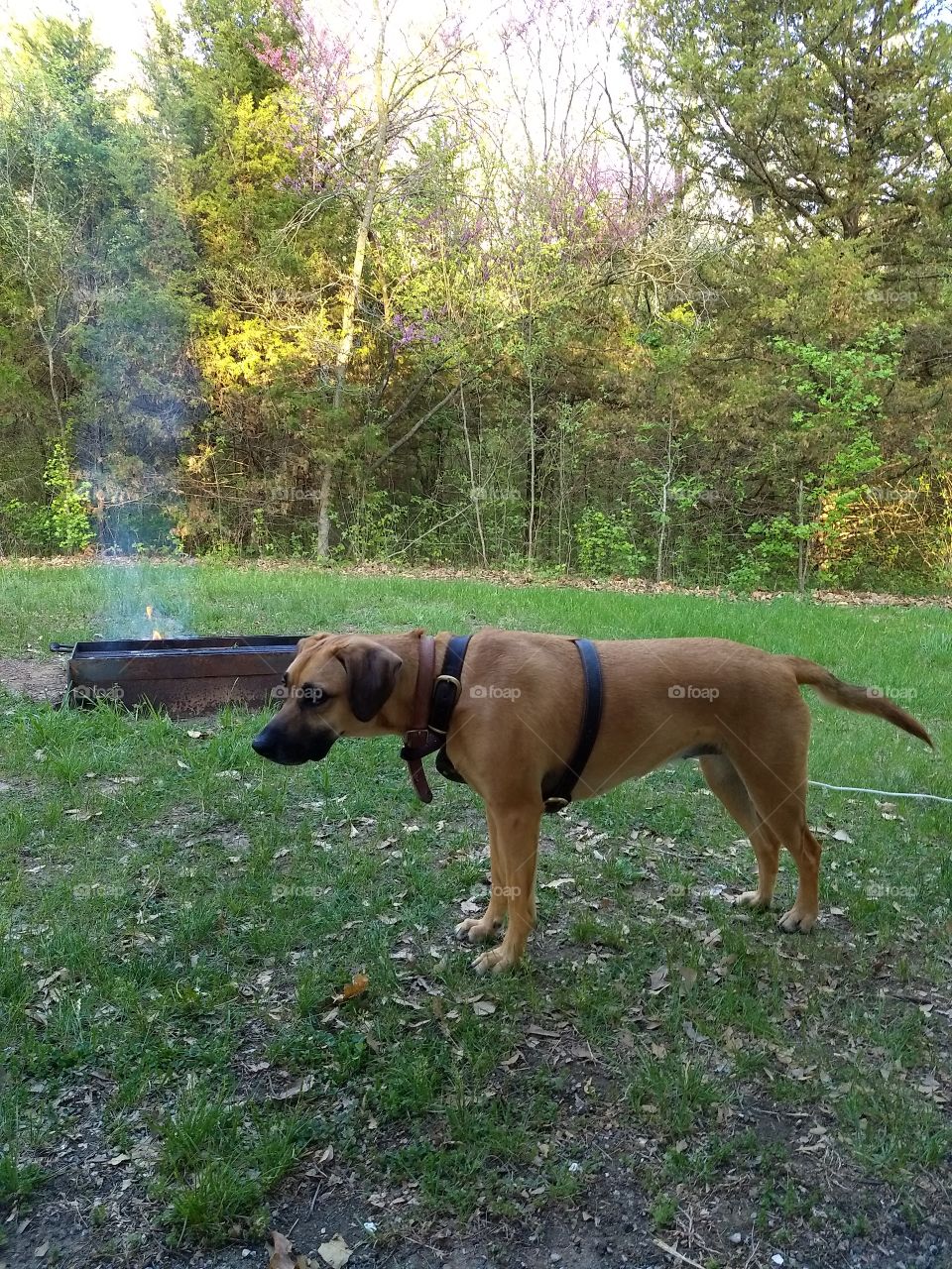 Sasha enjoying a camp fire.