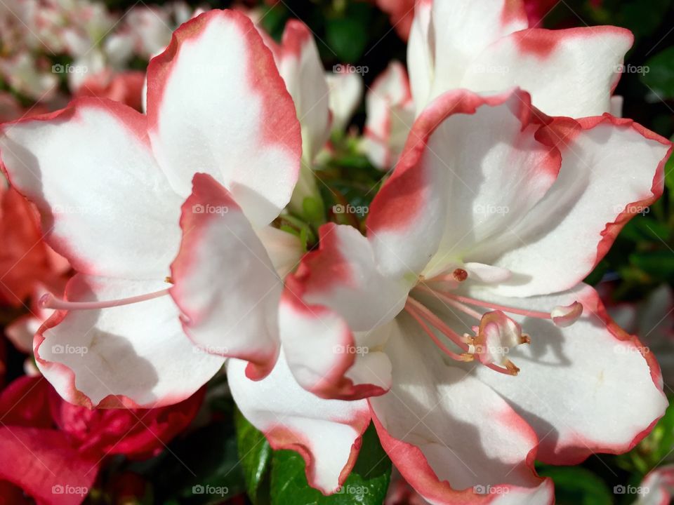 Azaleas- white trimmed with scarlet