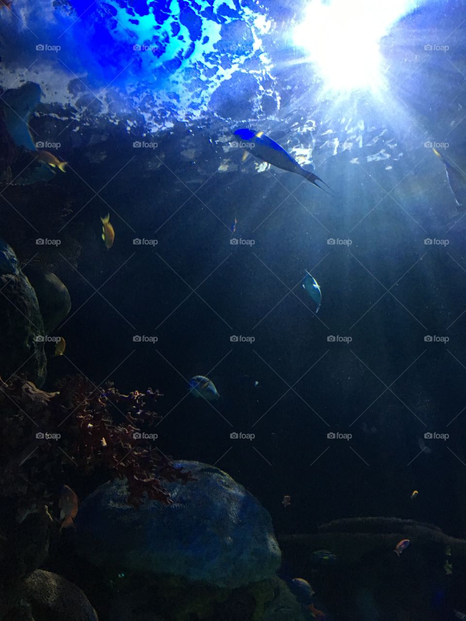 Aquarium sun rays