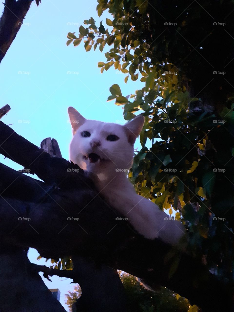 gatinho em cima de uma árvore