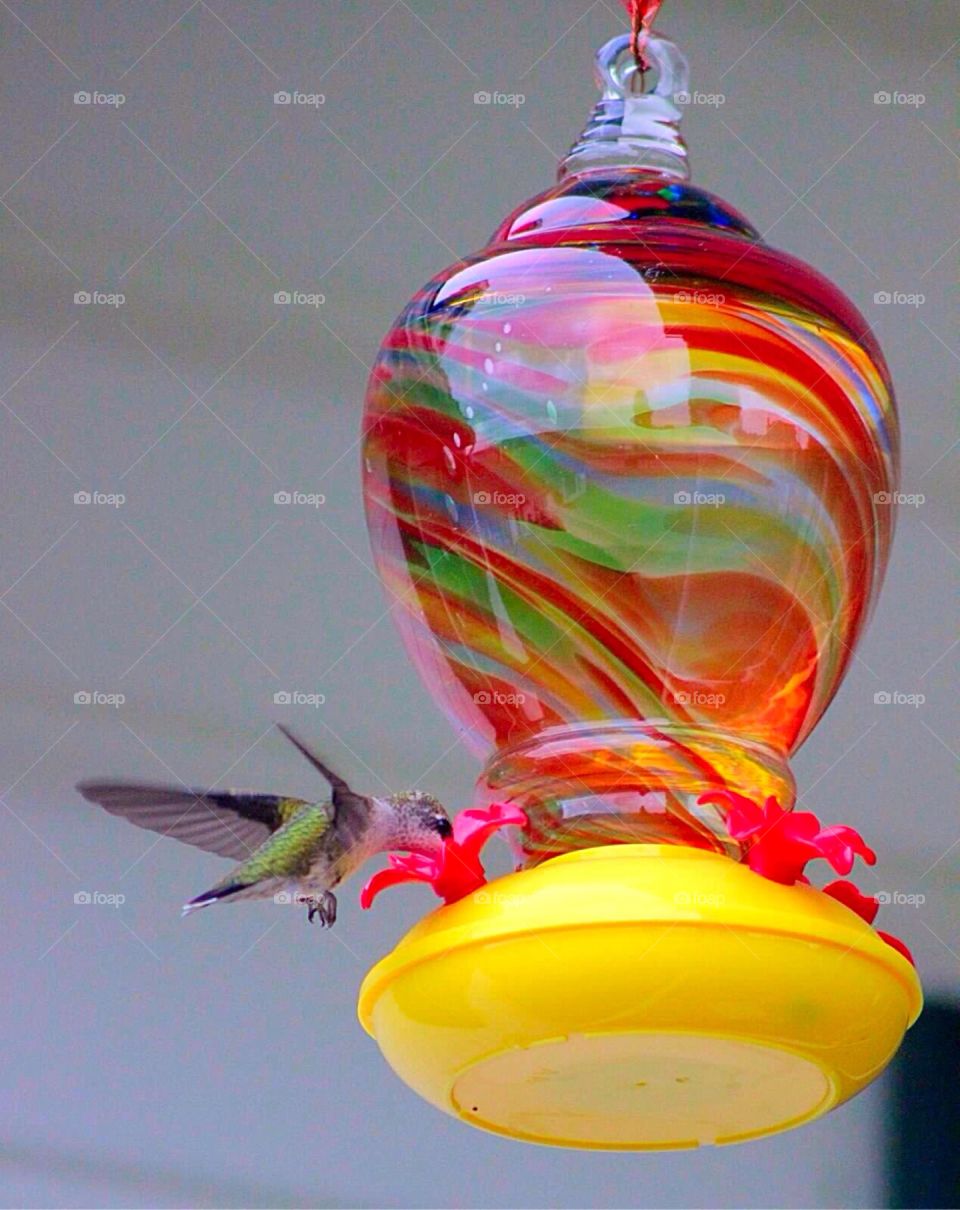 Thirsty Hummingbird . Pretty little hummingbird drinking from a feeder. 