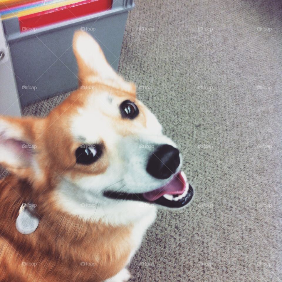 Happy dog at work