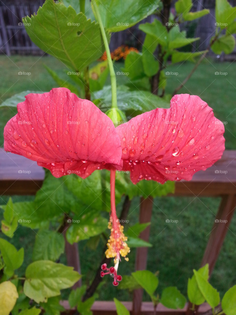 After a Heavy Rain on Delicate Hibiscus