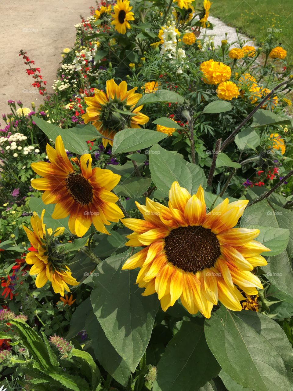 Beautiful sunflowers 