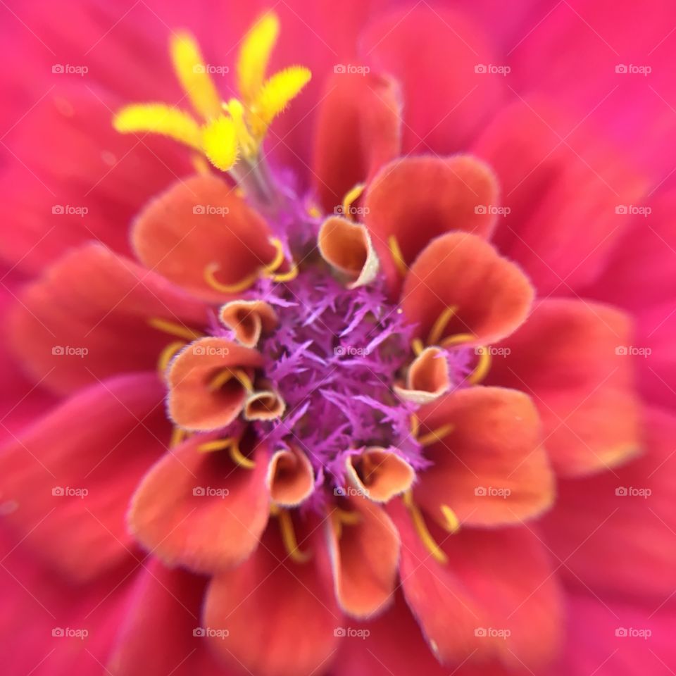 Pink Zinnia