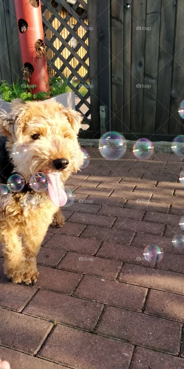 bubblelove