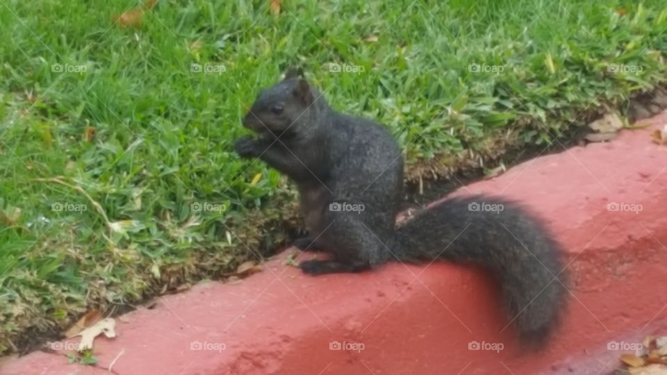 Rare Black Squirrel