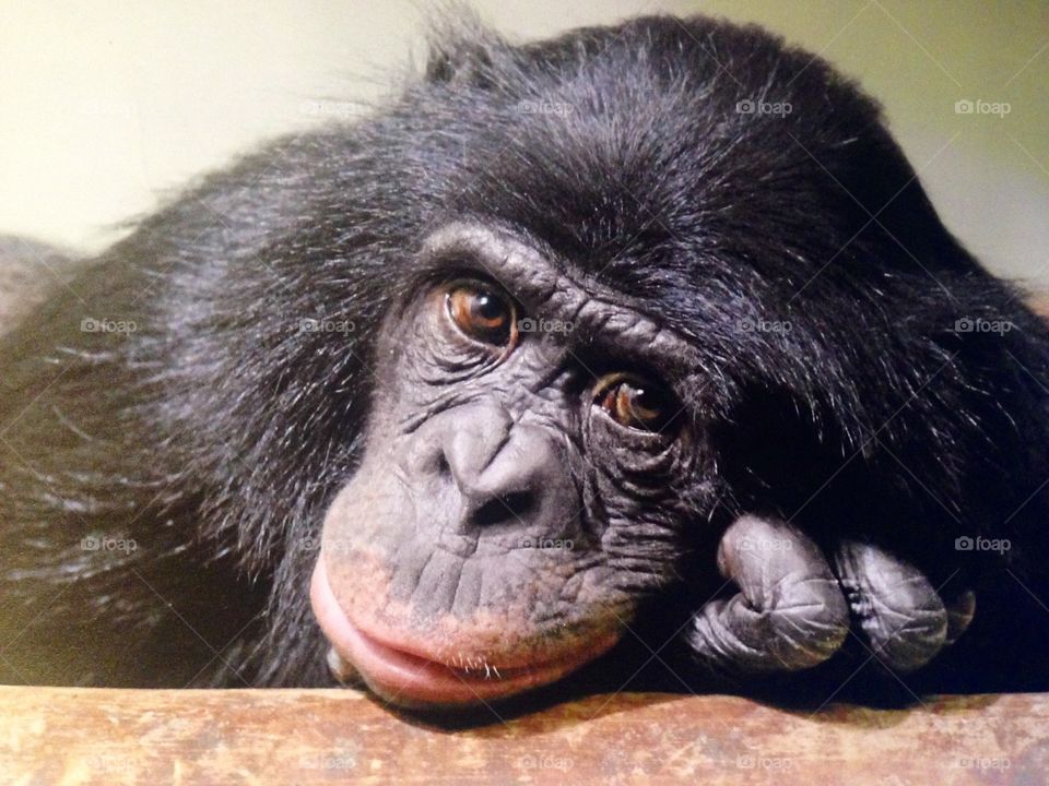Chimp chimpanzee monkey troglodyte 