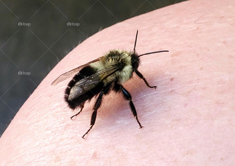 simply in ah that a bumblebee landed on my leg to dry off its wings that got wet & I was inspired with happiness to share