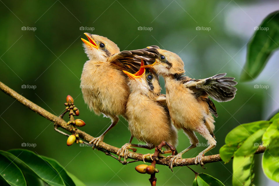 Three cute little birds.