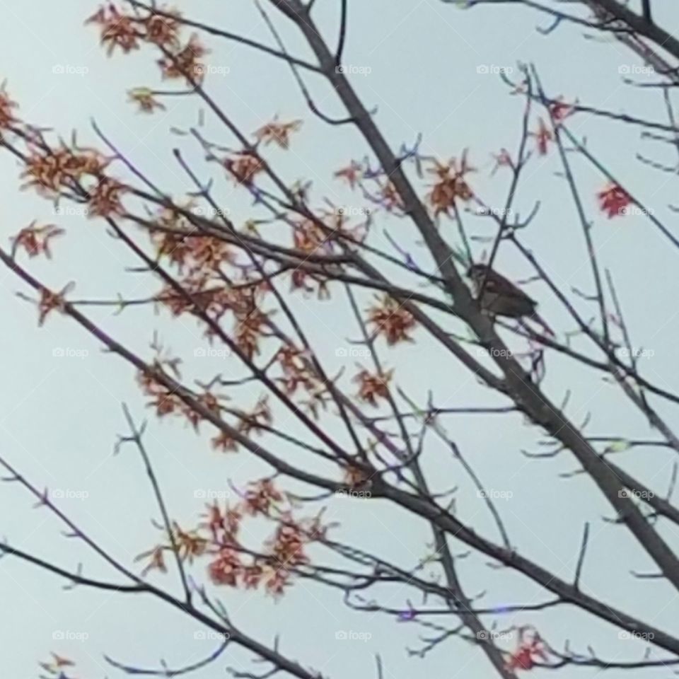 Sparrow in Flowering Tree