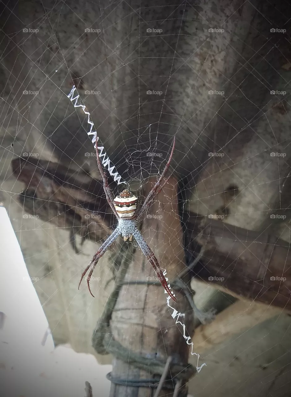 Spider