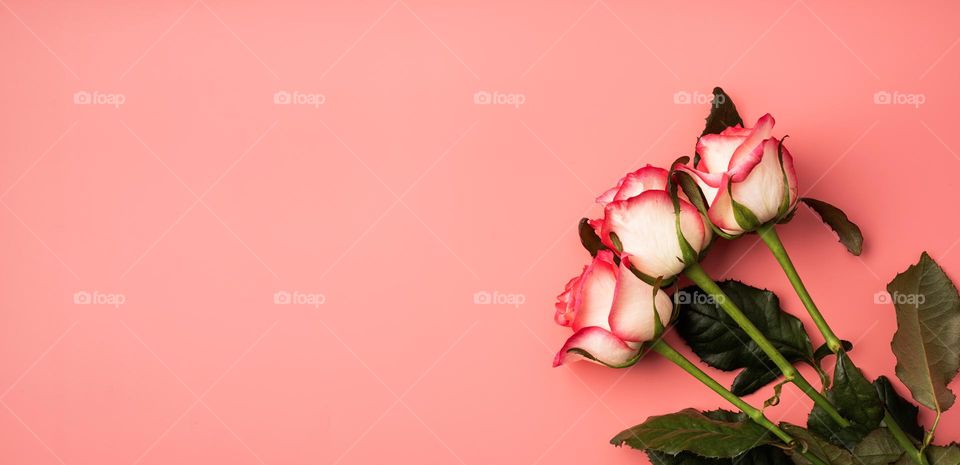 pink roses