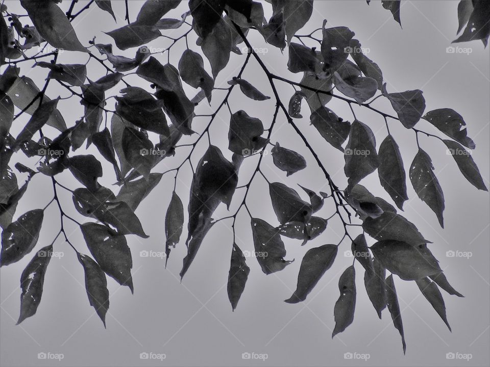 leaves in a pattern