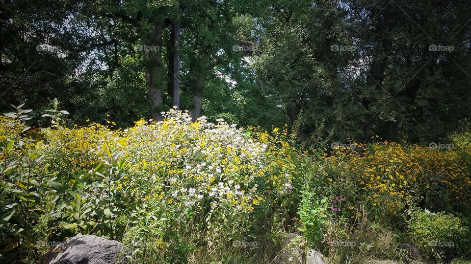 Scenic view of forest