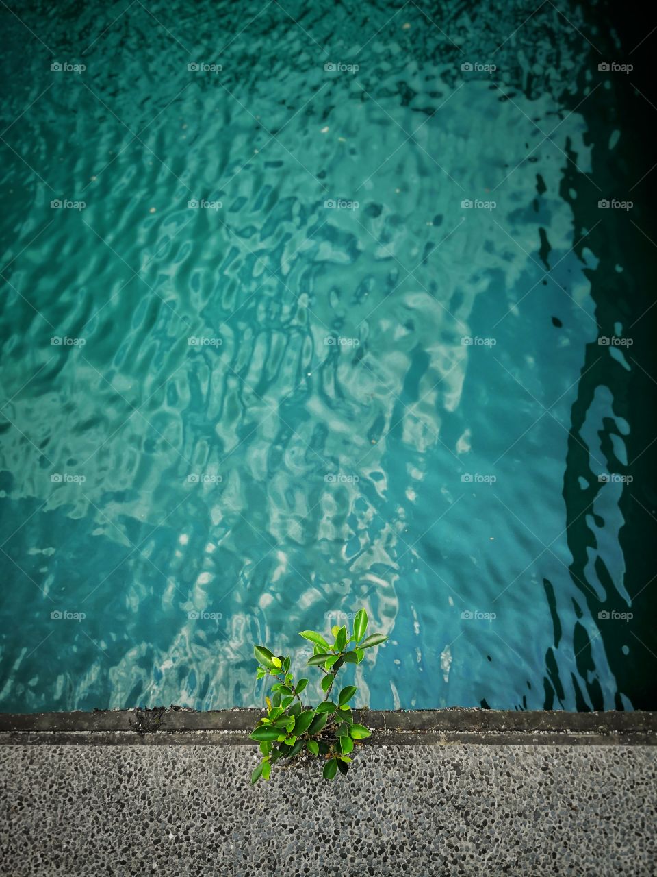 A little plant growing at the dock next to a lake.