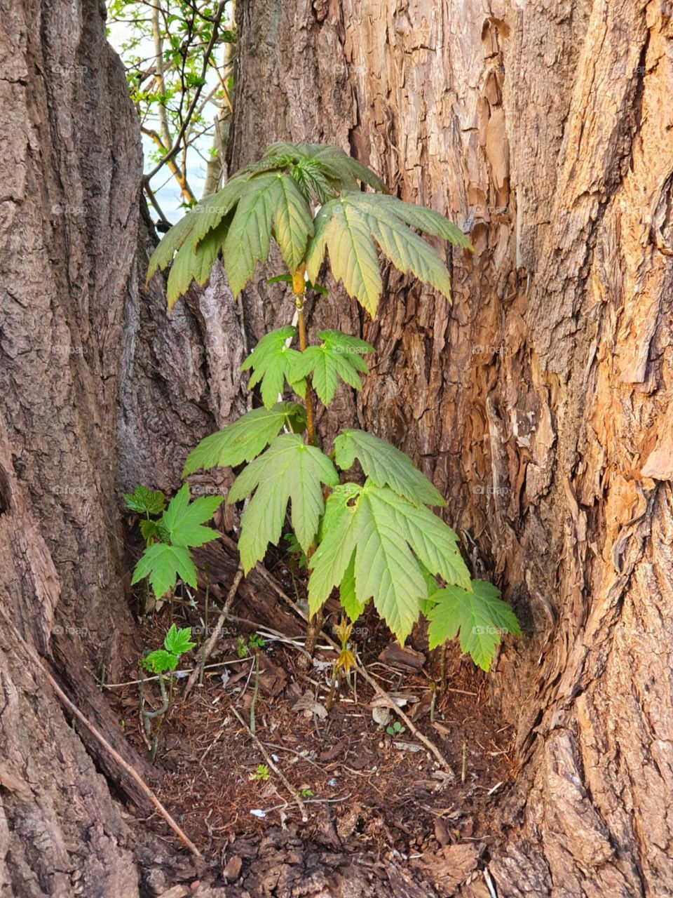 Live in life in the Nature.