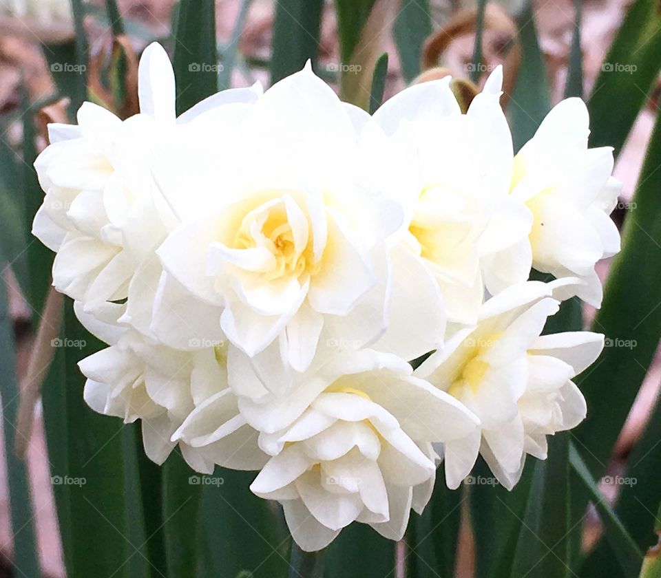 Narcissus Erlicheer - white summer daffodil. 