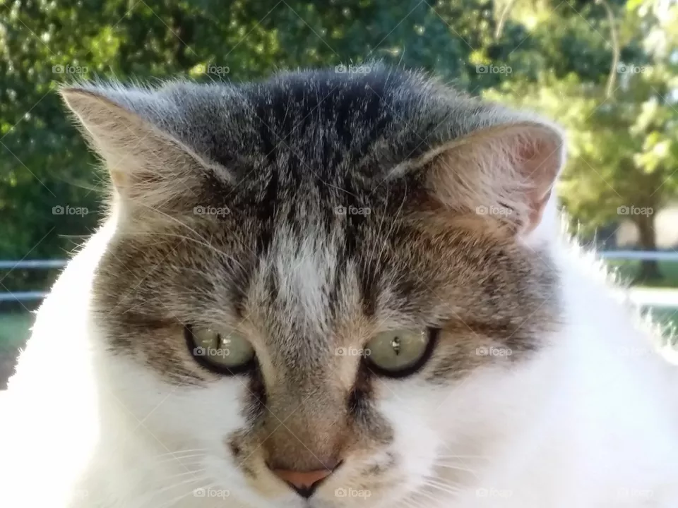 Cat Eyes