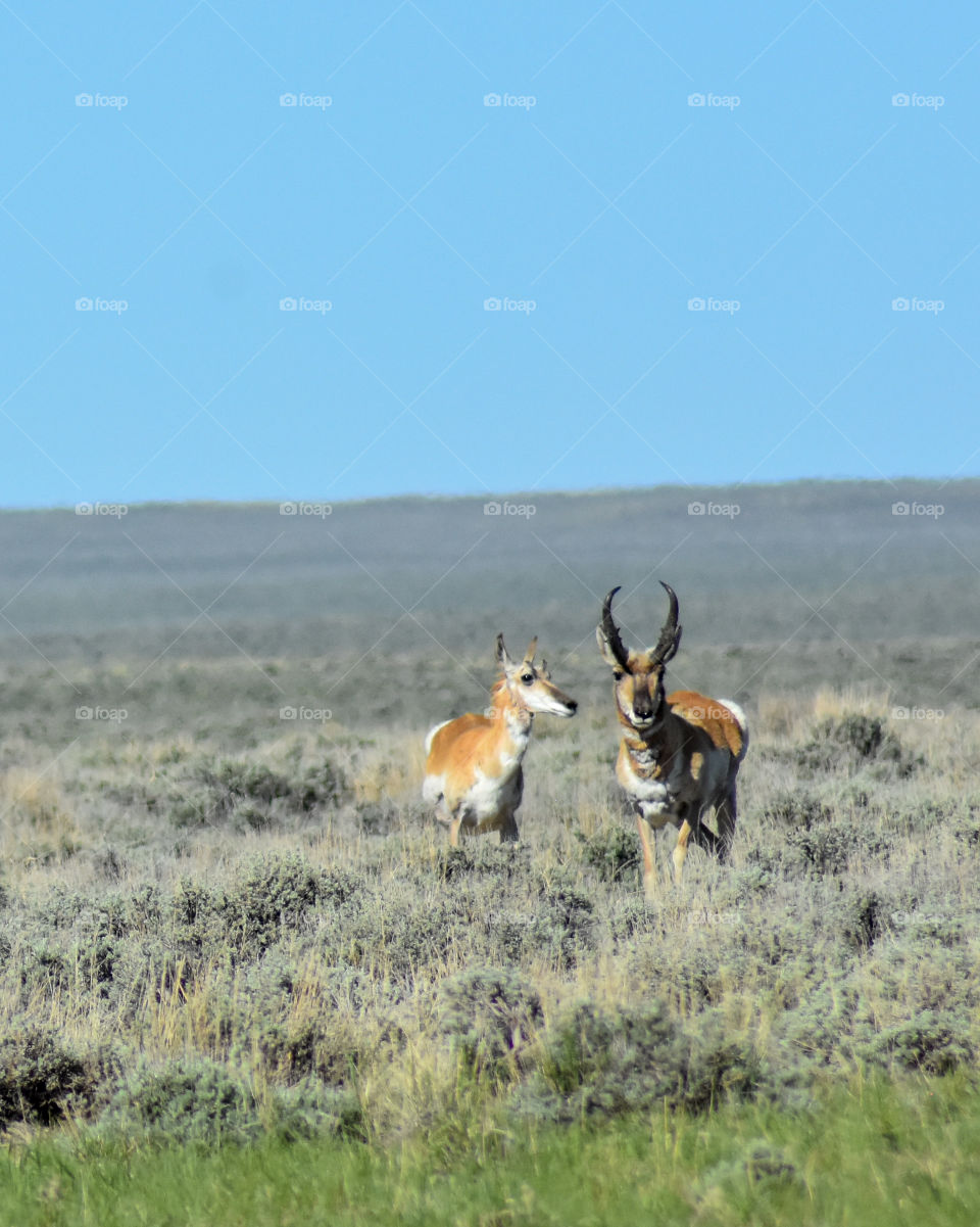 male and female pronghorn antelope