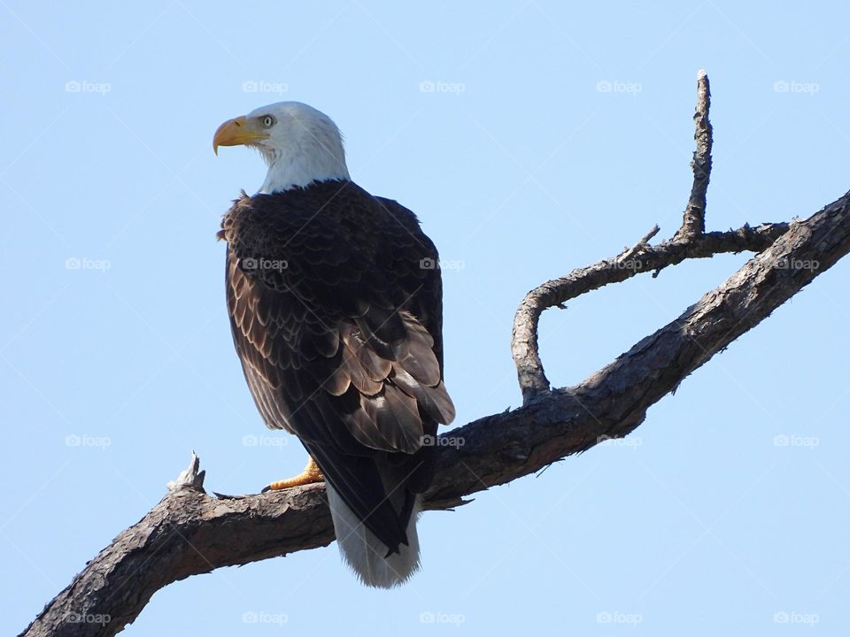 Photo of the month (September) - The majestic Bald Eagle, an American symbol of Strength, Courage and Freedom is perched on a tree limb as the sun shines off his feathers.    