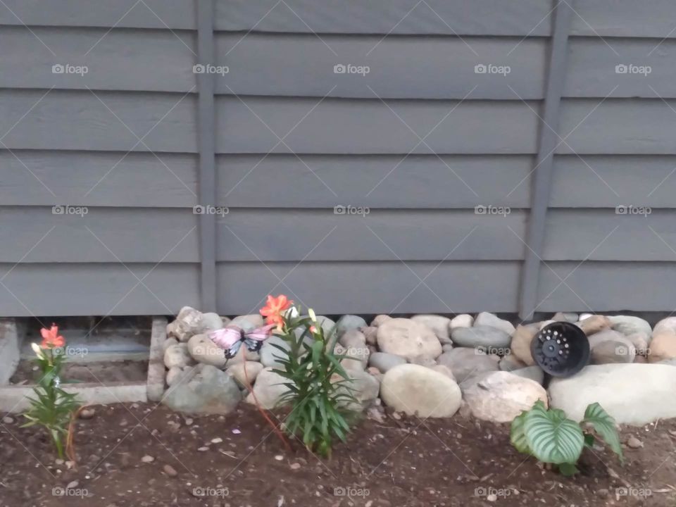 A newly planted pink Lily blooming in a rockery garden along side a home in the suburbs.