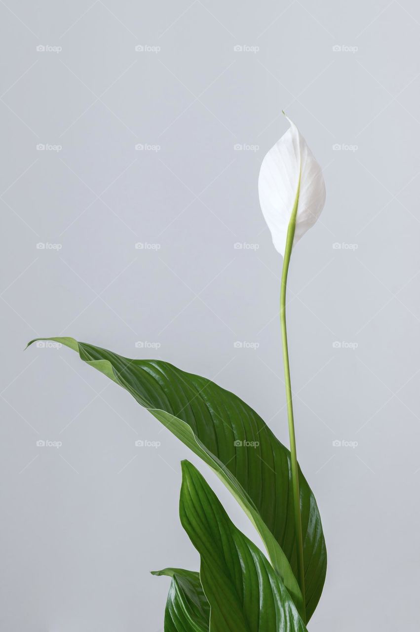 Peace lily blooming flower.