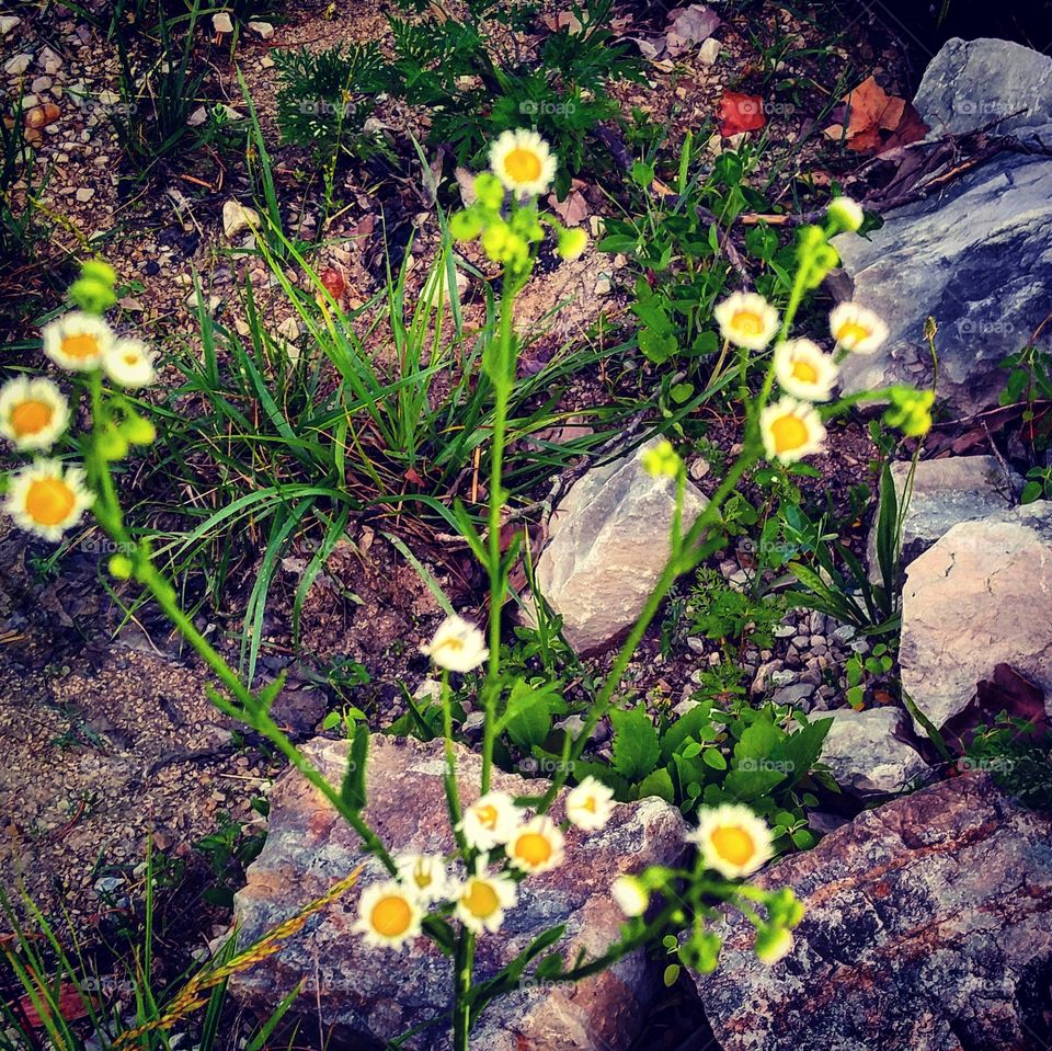 Wildflowers and rocks
