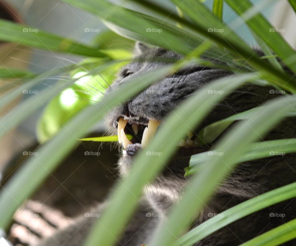 cat and green house plant, authentic cat history 😅😍