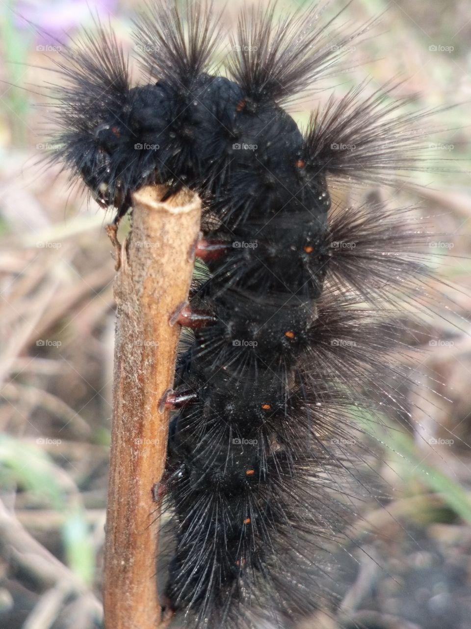 beautiful amazing peculiar little worm black hairy species