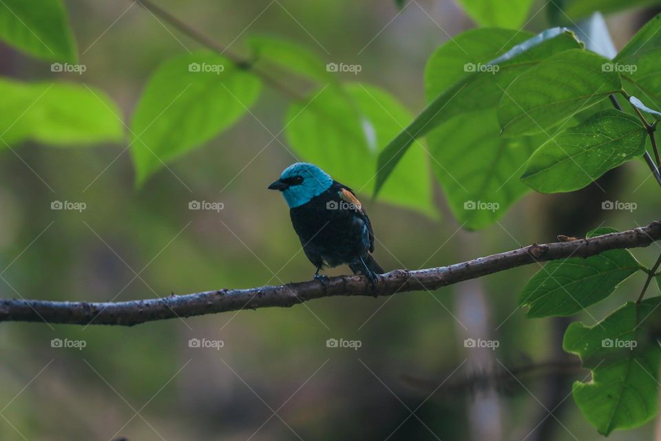 Blue bird standing on a tree