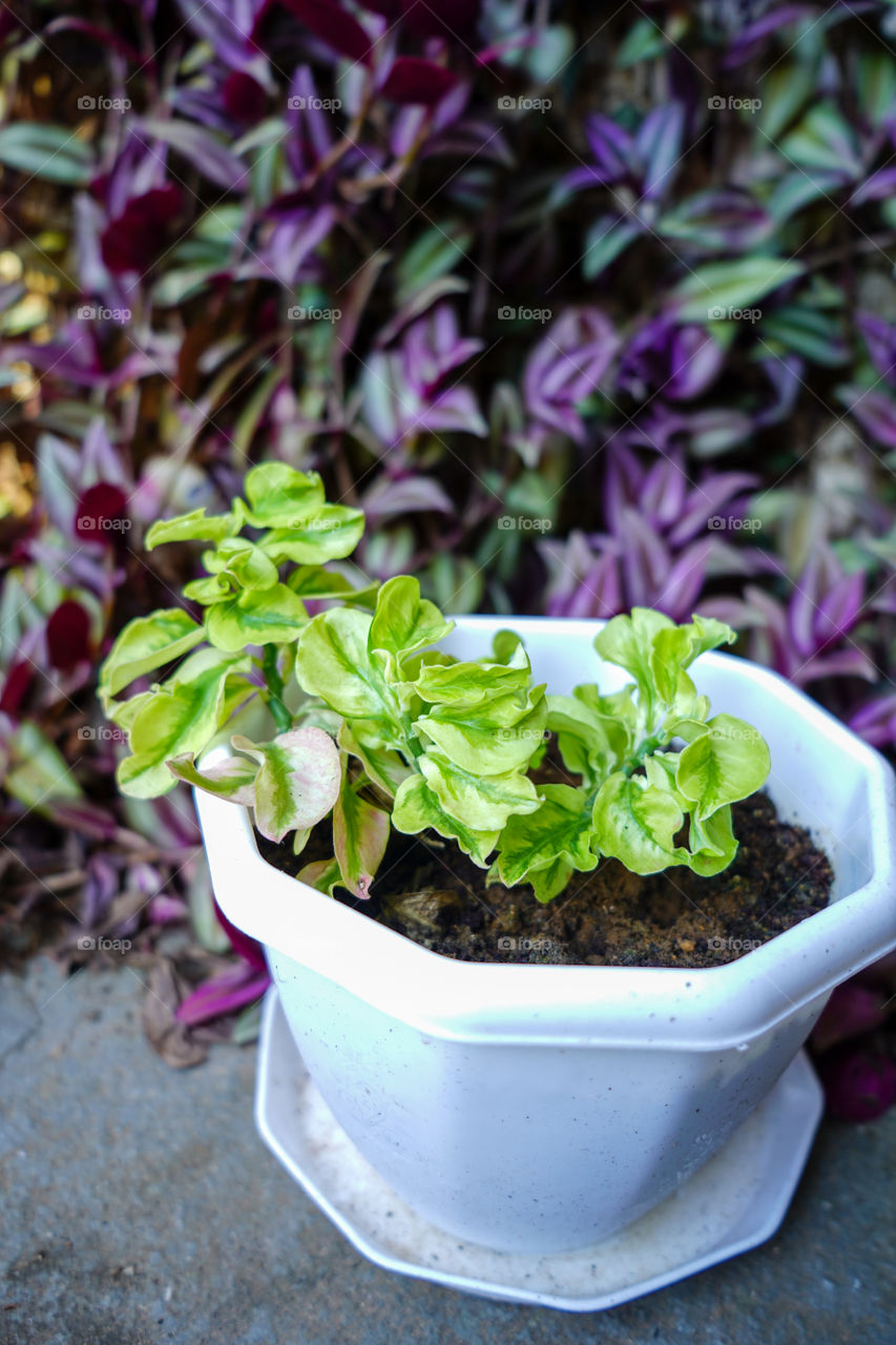 Portraits of a plant 