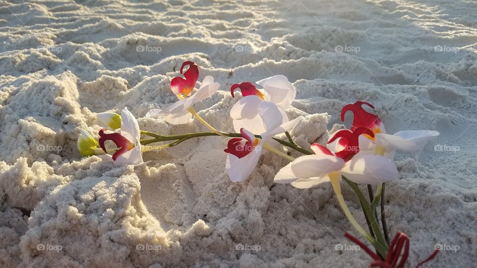 orquídeas en la arena