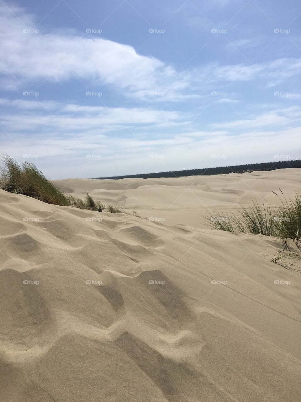 Sand dunes of Oregon 