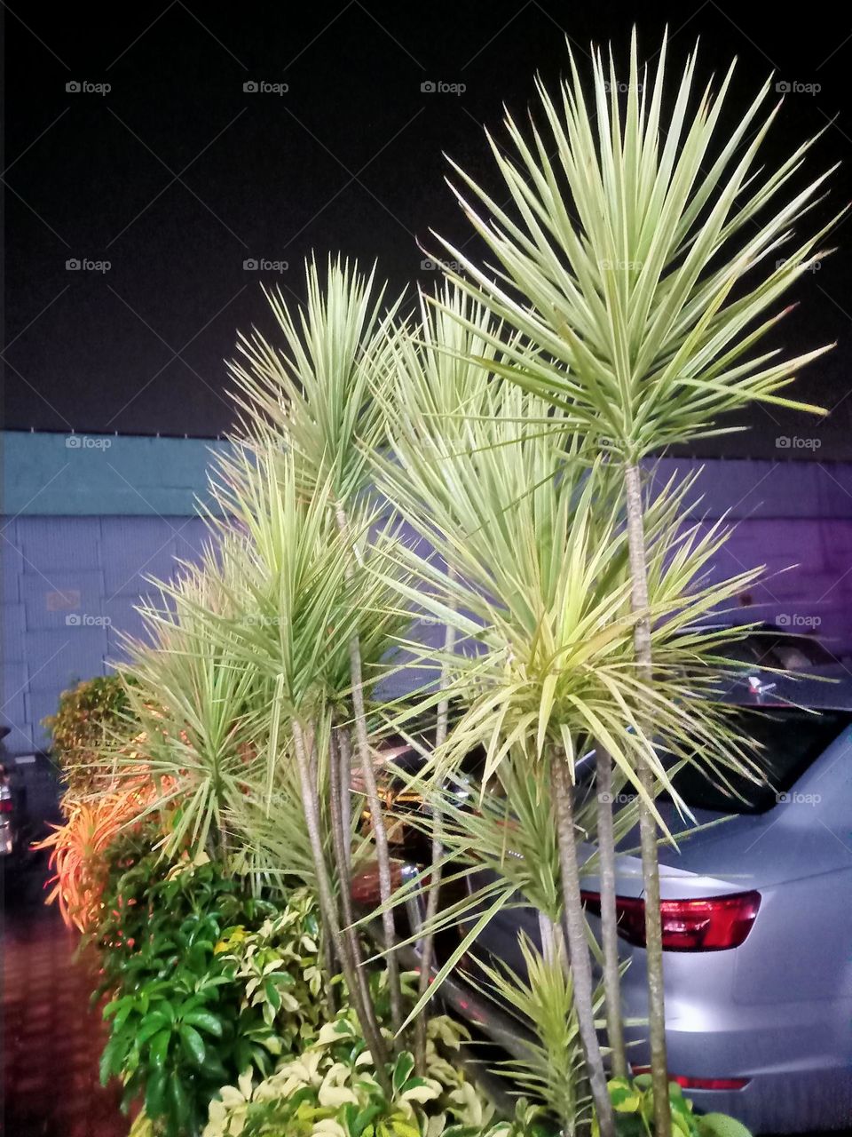 Ravarma VanguvO  / Dracaena / Dragon tree / Madagascar dragon tree / Dracaena marginata variegata