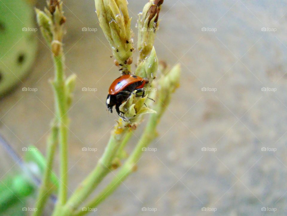 Ladybug