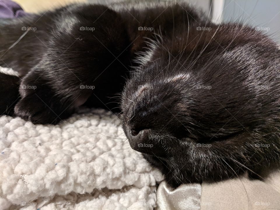 Sleeping Black Cat