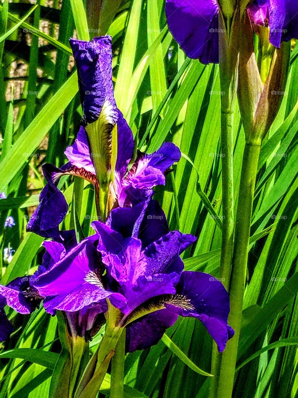 Iris spring
