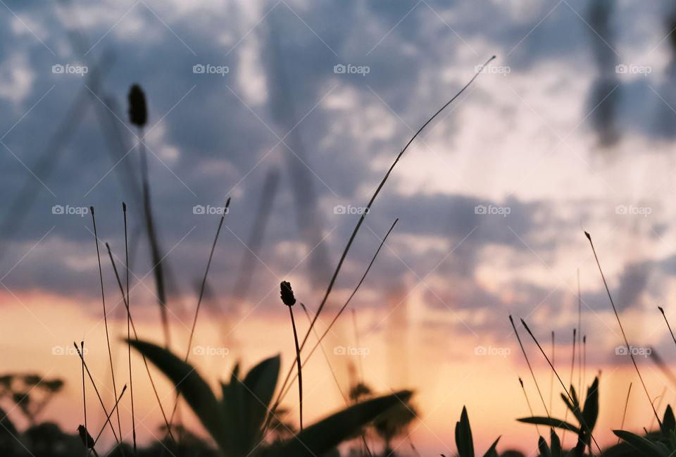 The meadow and the golden sky