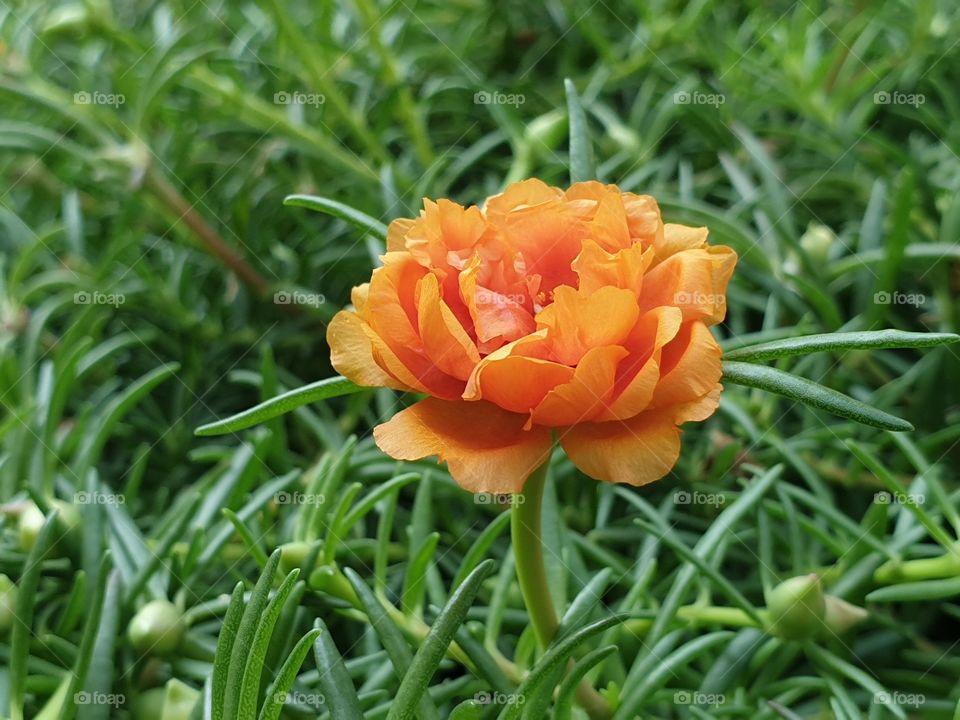 the portulaca grandiflora