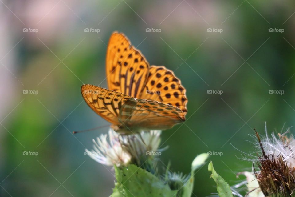 Yellow butterfly 