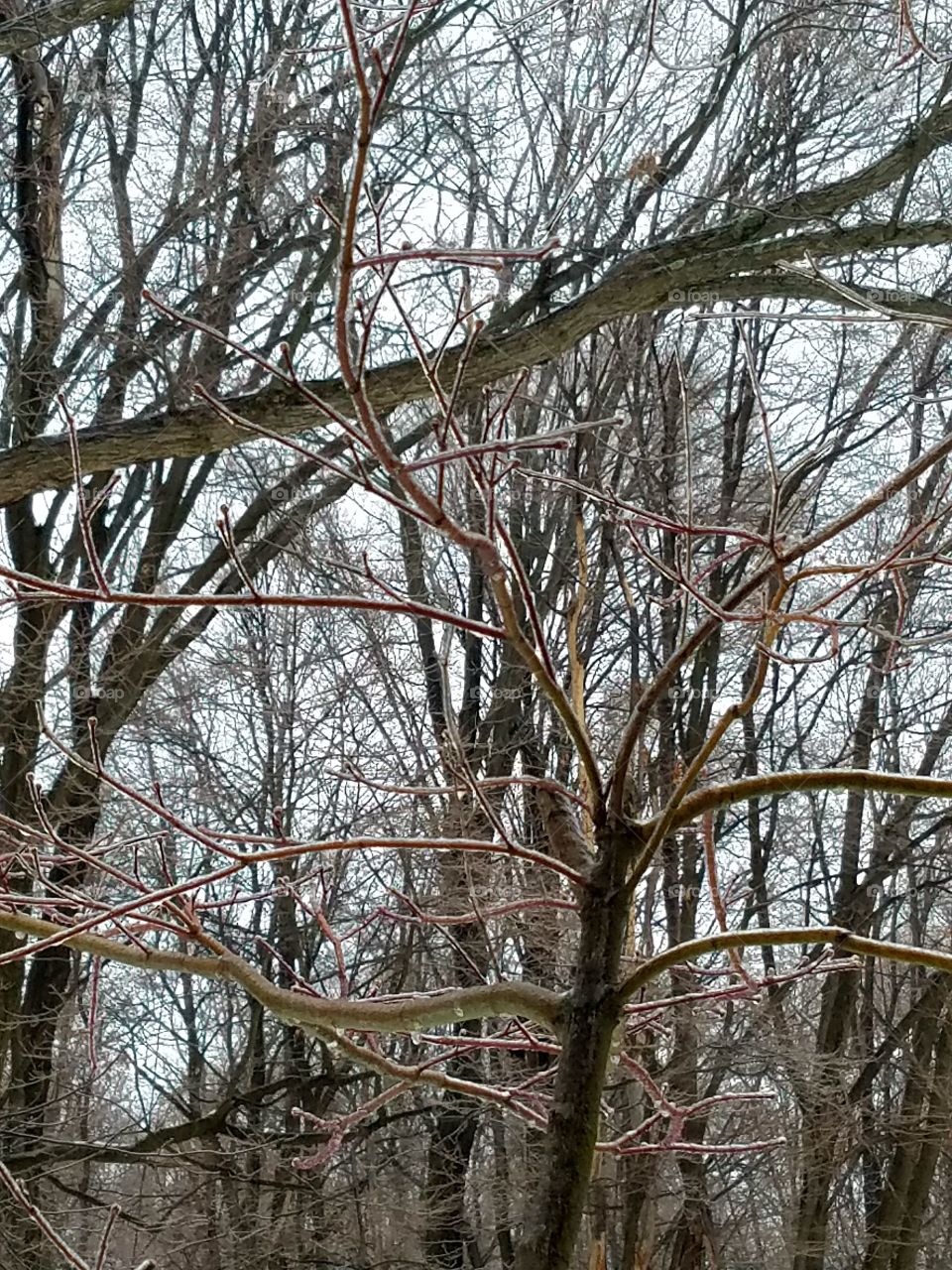 Branches covered in ice