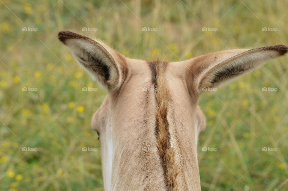 From Behind