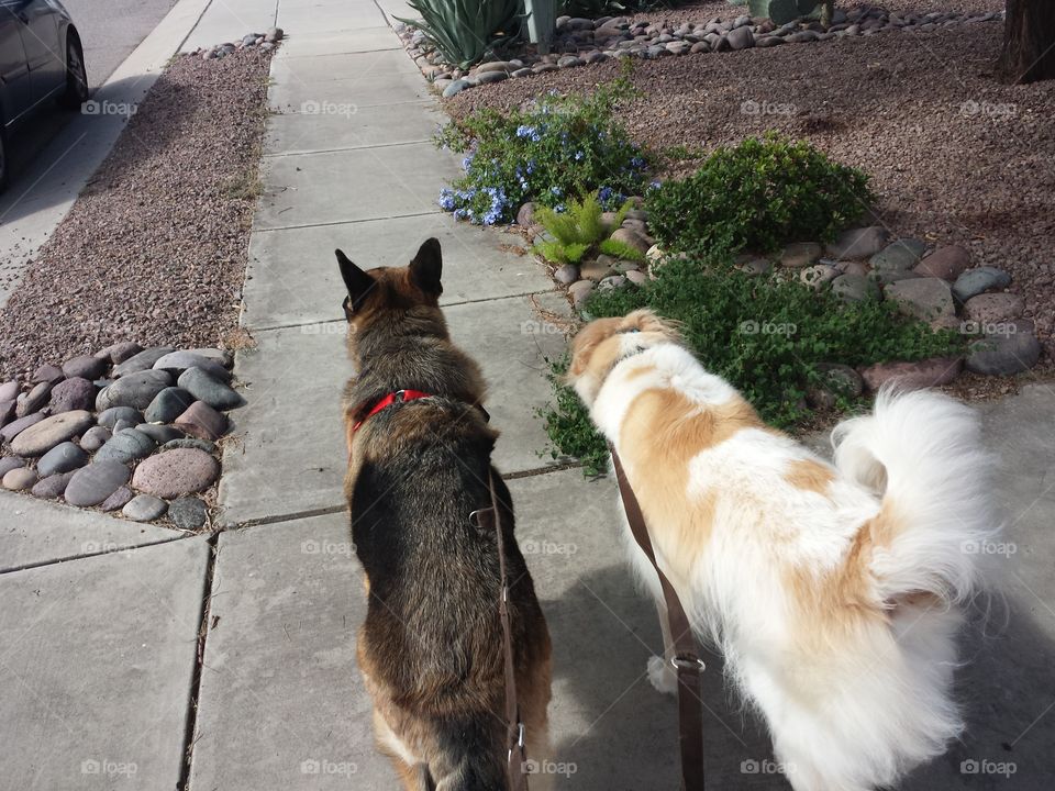 Dogs Out For A Walk. German Shepherd and Golden Retriever Mix dogs out for a morning walk.
