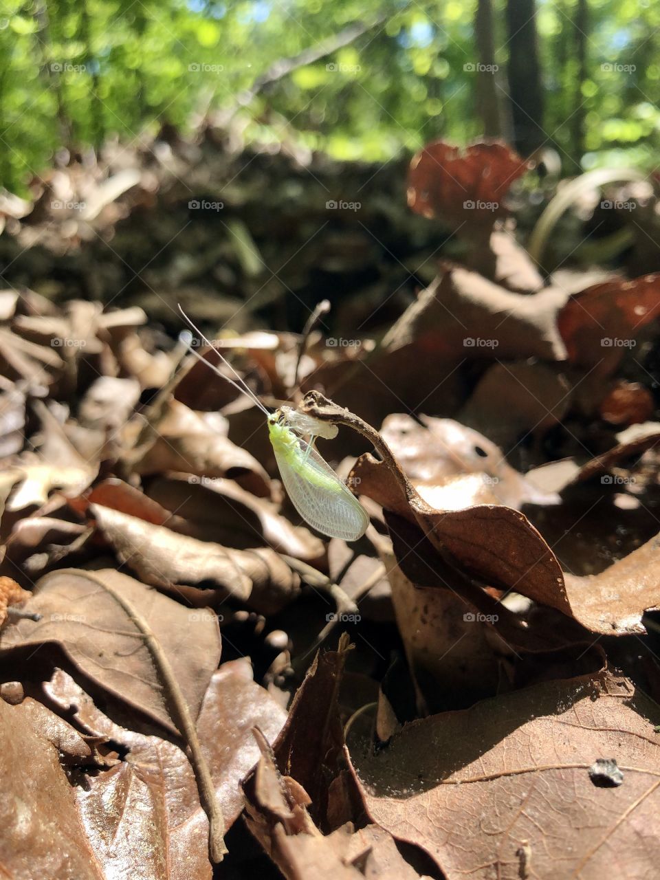Winged white insect on dry leaves 